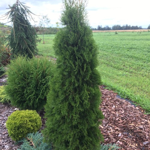 Thuja occidentalis 'Smaragd' - Harilik elupuu 'Smaragd' C1/1L